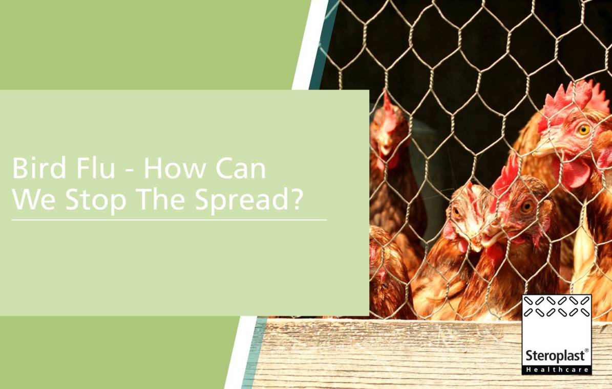 Bird flu - How can we stop the spread?