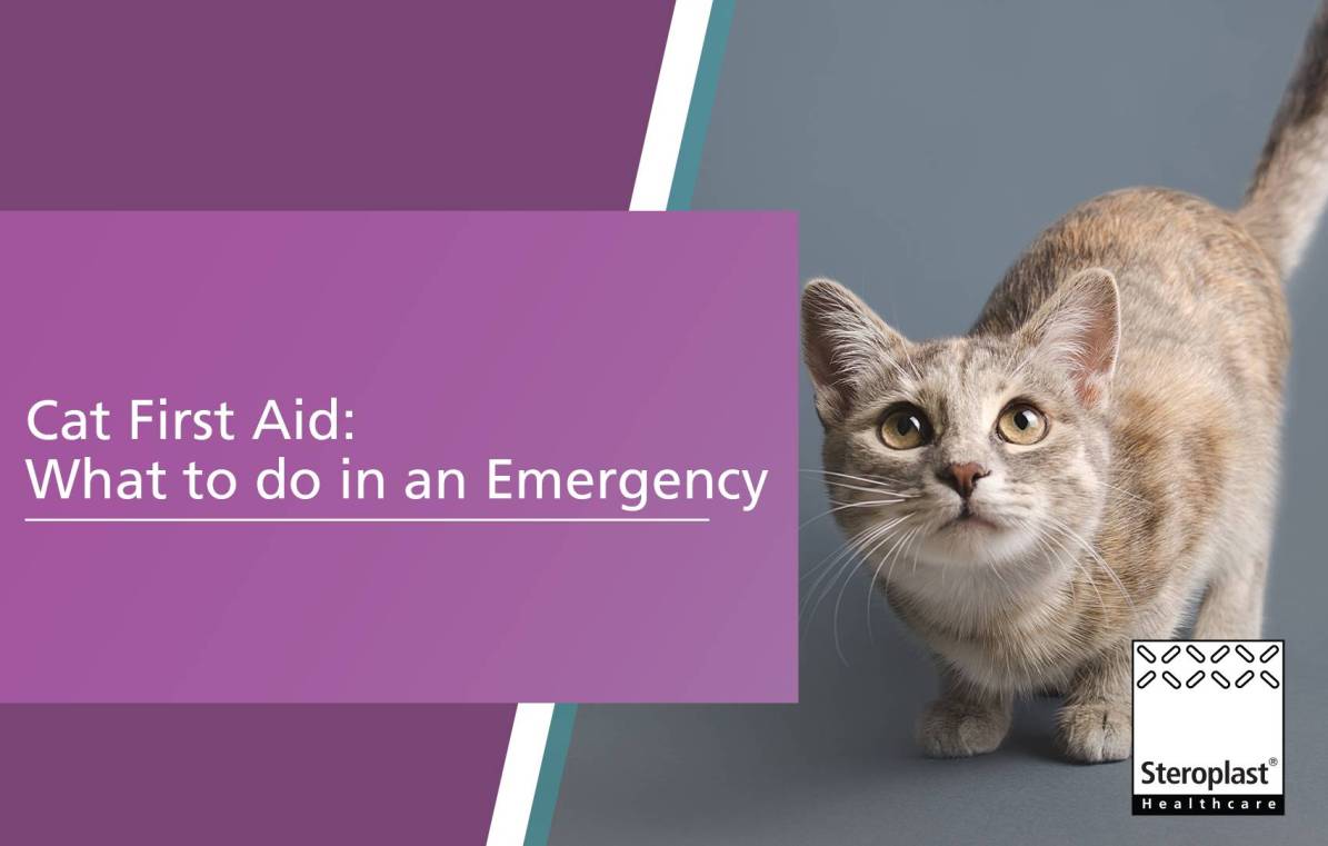 Cat First Aid: What to do in an Emergency