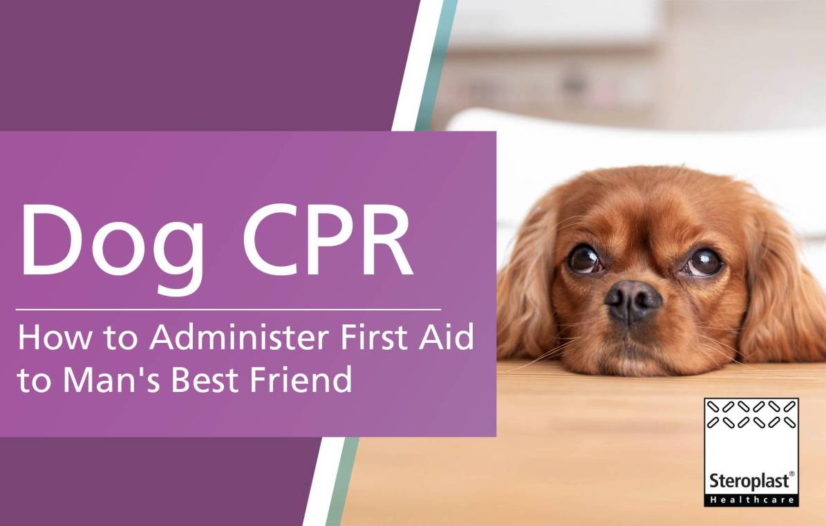 Dog CPR: How to administer first aid to man's best friend