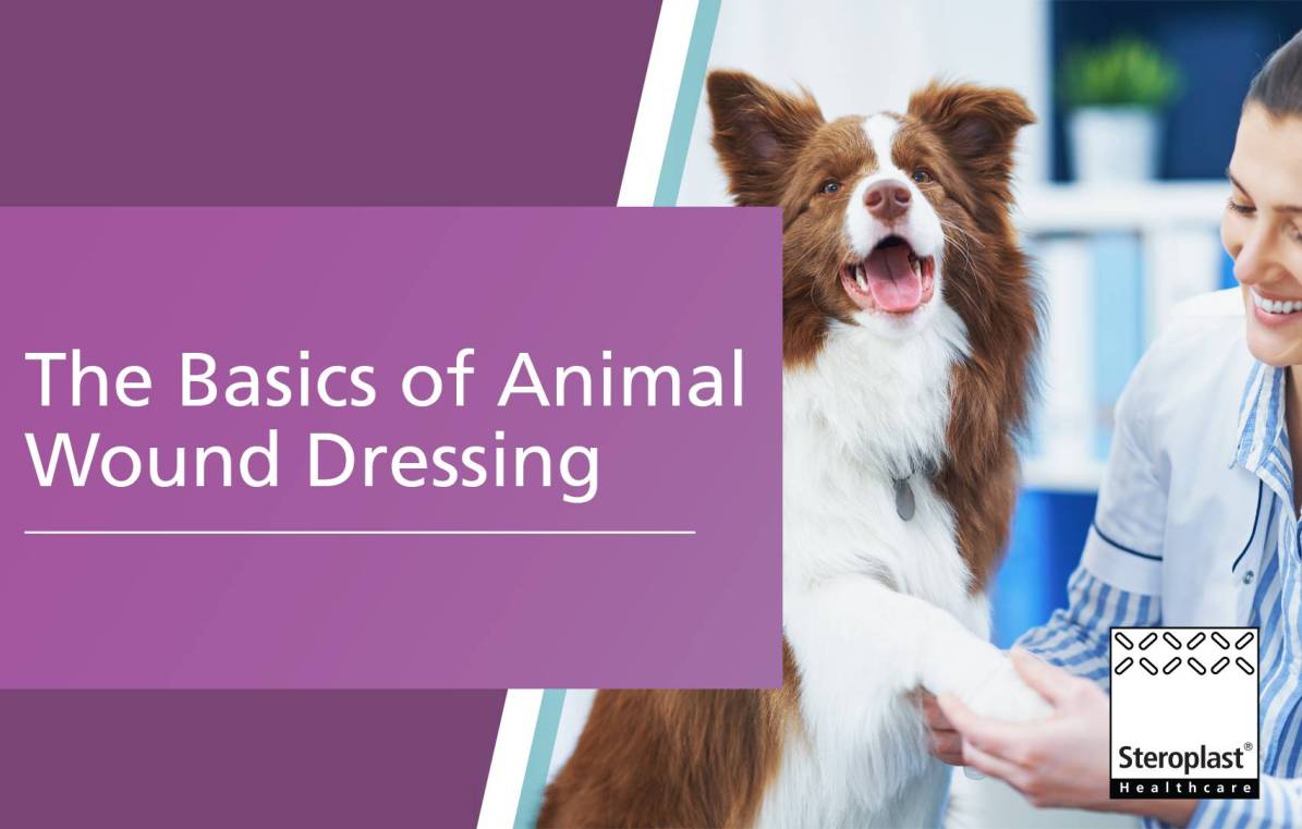 The Basics of Animal Wound Dressing
