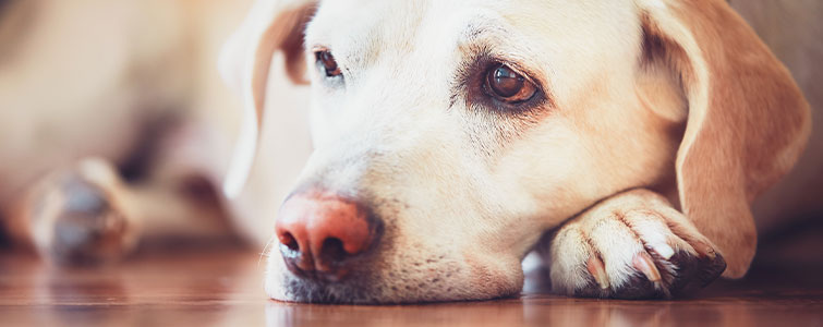 Dog CPR