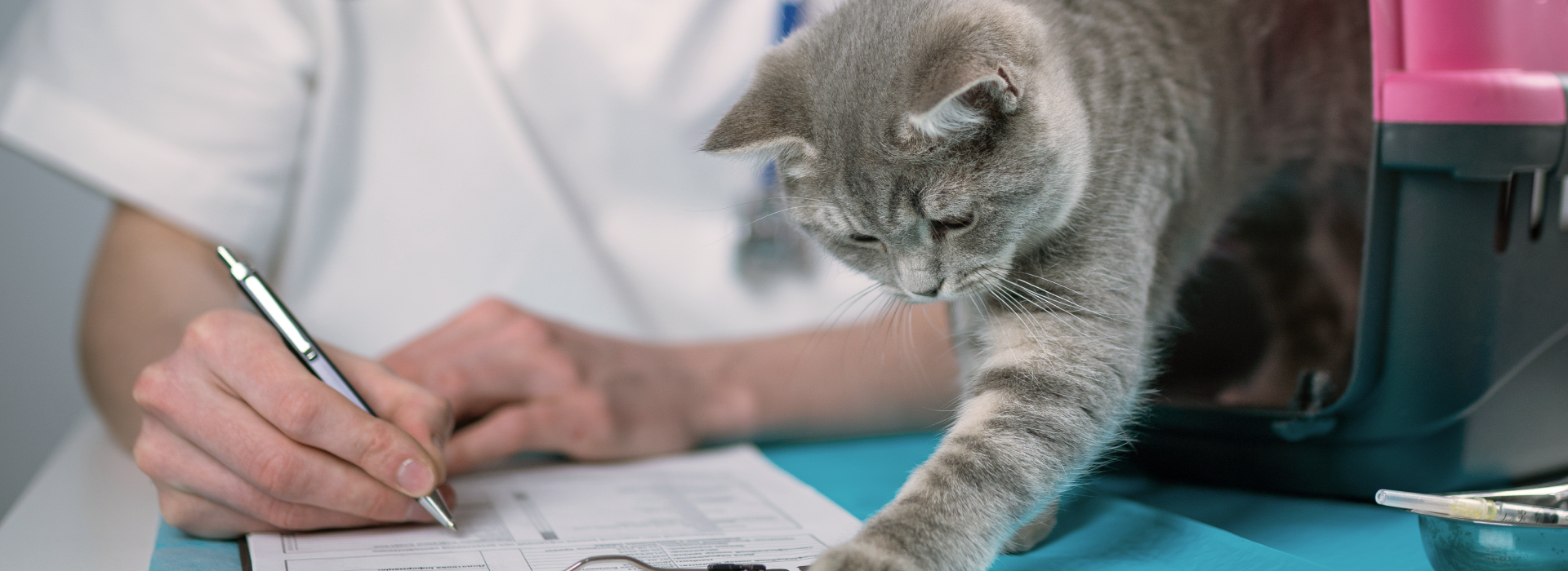 Vet check up with pet cat
