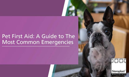 A Boston Terrier sitting indoors with furniture and plants in the background. Text on a purple overlay reads: 'Pet First Aid: A Guide to The Most Common Emergencies.