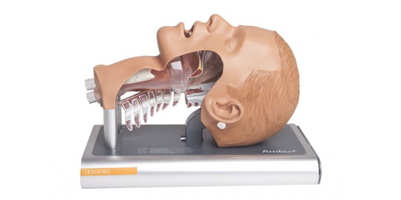 Anatomical Models