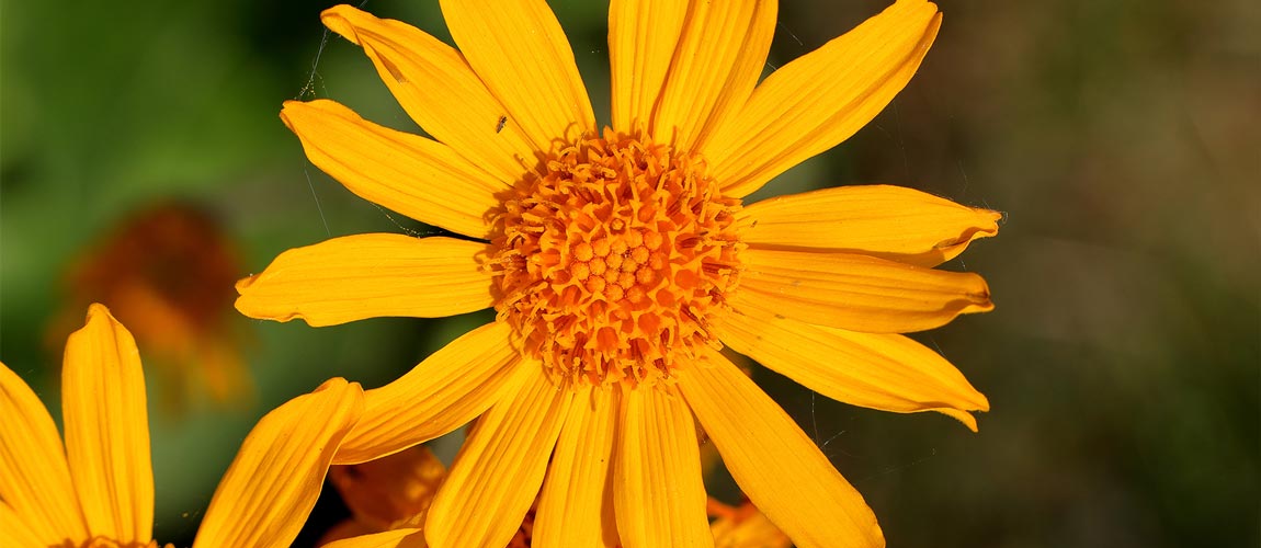 Arnica