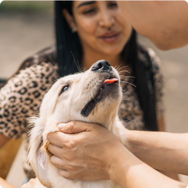 Dog getting attention and stroked by a man with a woman in the background
