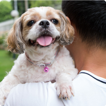 Shitzu dog being carried by a man