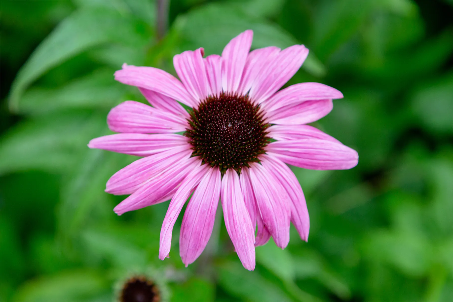 Echinacea