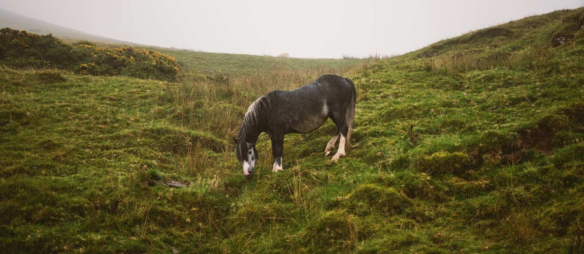 Horse in Brecon Beacons National Park, UK