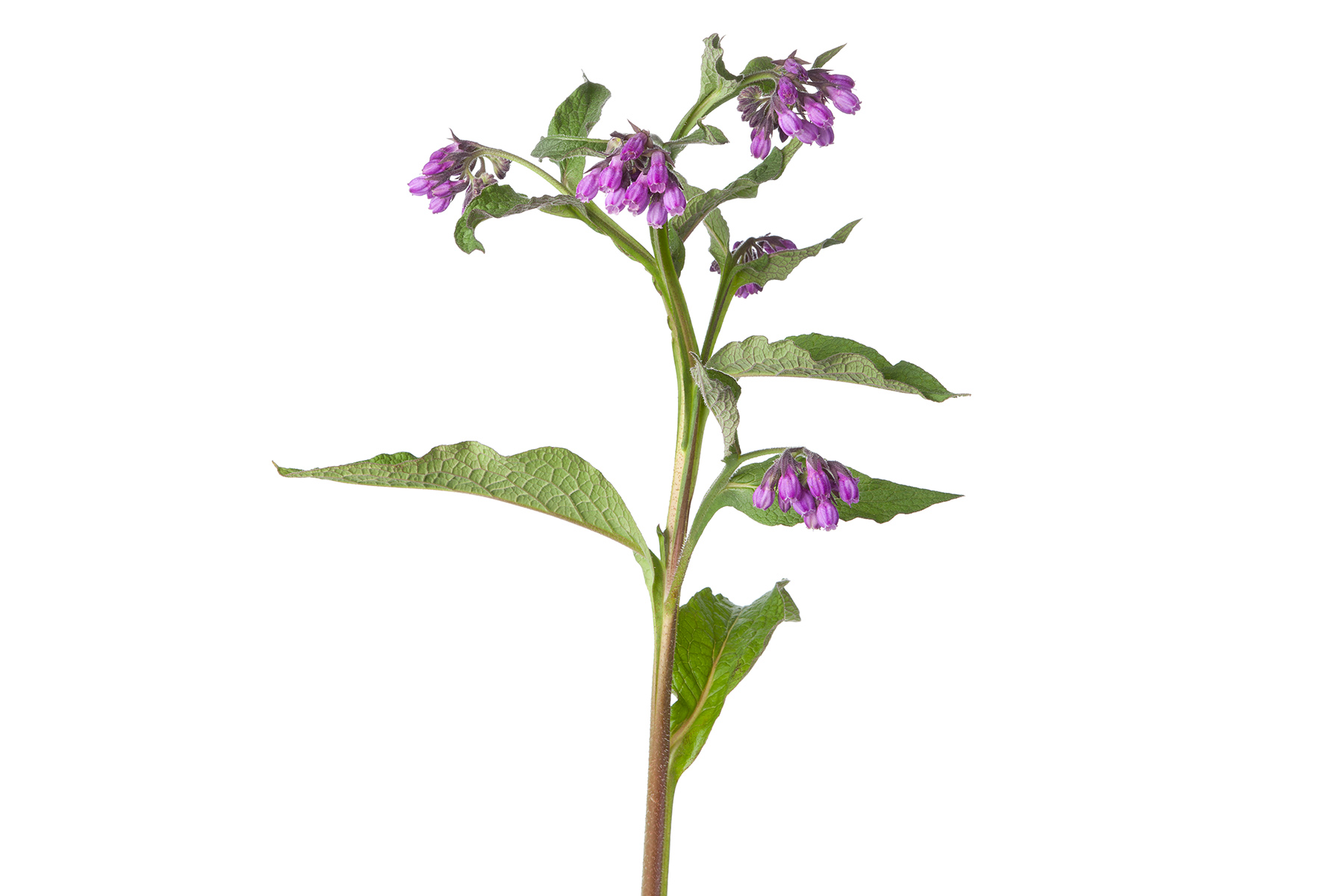 Comfrey