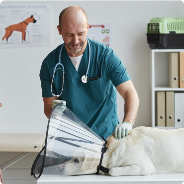 Veterinarian tending to a golden retriever dog which is laying on a table in a vet clinic