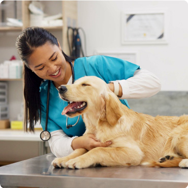 Veterinarian tending to a golden retriever dog which is laying on a table in a vet clinic