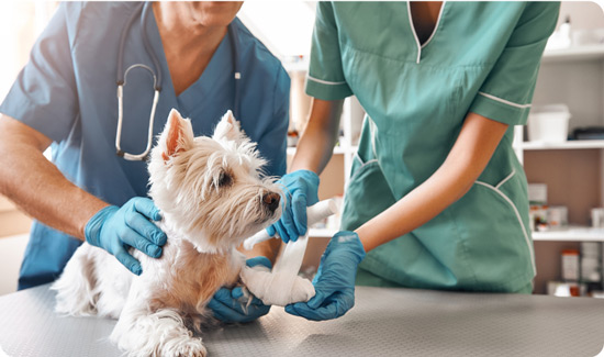 Bandage being applied to a dog in the vet