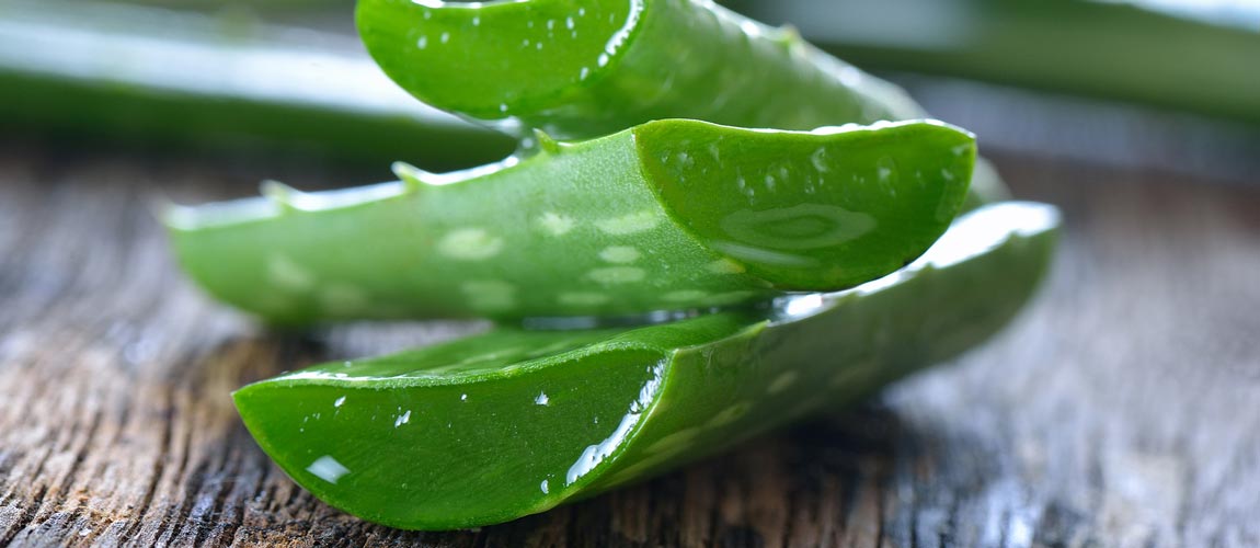 Aloe Vera plant