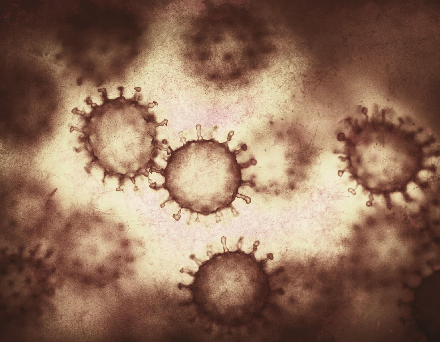 norovirus cell