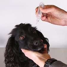 A person administering eye drops to a black dog by gently holding its head