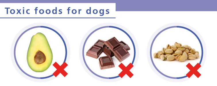 Toxic foods for dogs