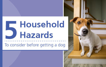 5 Household Hazards you need to consider before getting a new dog