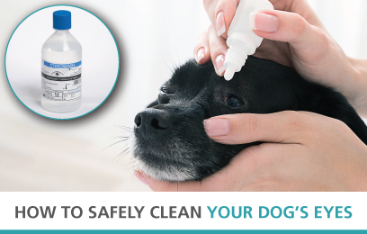 How to safely clean your dog's eyes 