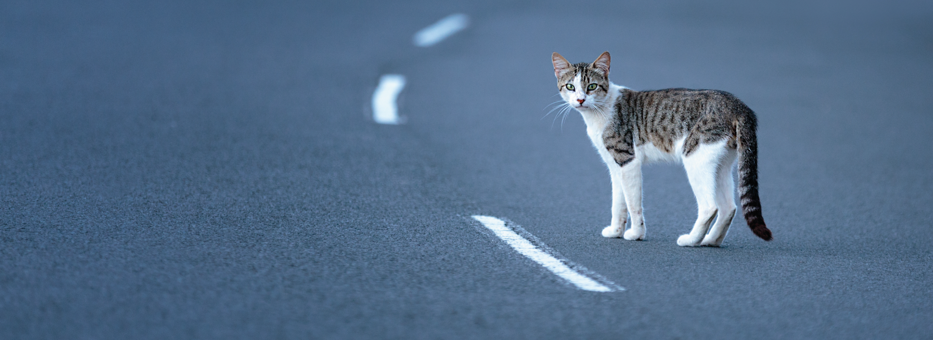 Cat in the middle of the road