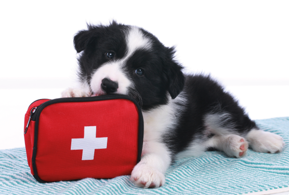 Dog with pet first aid kit