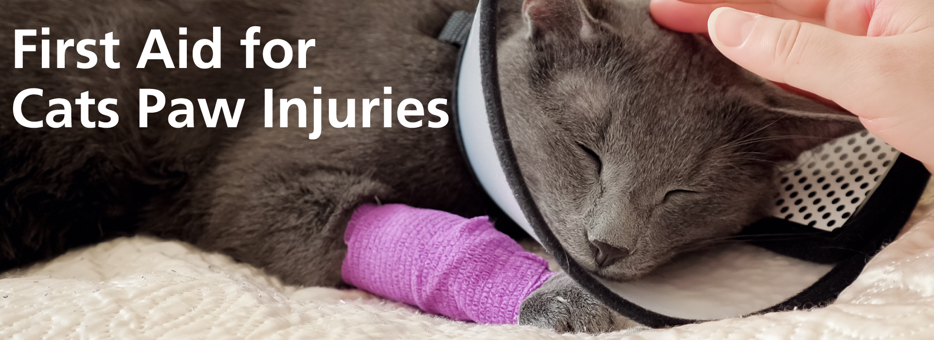 Cat first aid - First aid for cats paw injuries