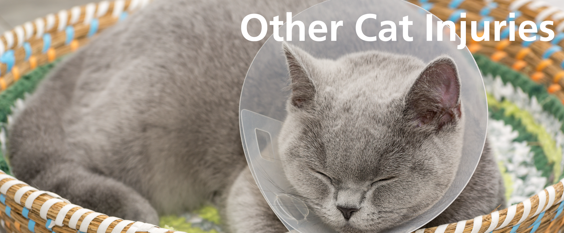 Cat first aid - Other cat injuries